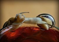Curiosities and bonus pictures