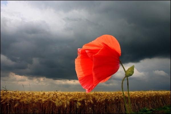 Amazing photos of nature (16 photos)