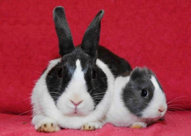 Rabbit Vincent (3 photos)