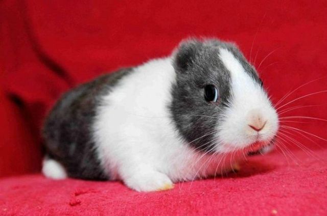 Rabbit Vincent (3 photos)