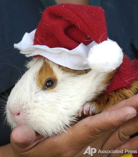 Santas took over the whole world (57 photos)