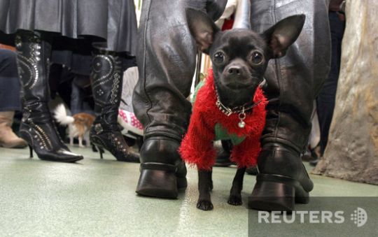 Santas took over the whole world (57 photos)