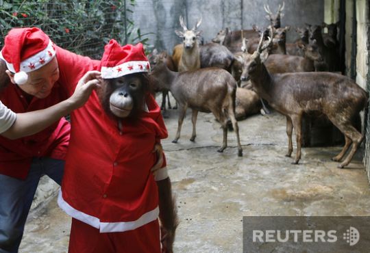 Santas took over the whole world (57 photos)