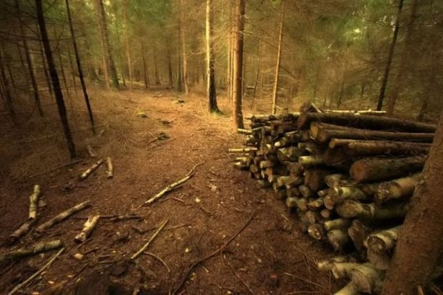 Beautiful nature (44 photos)