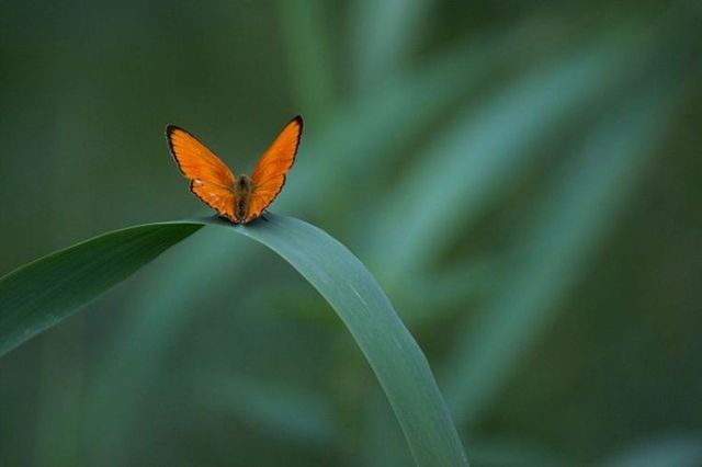Beautiful nature (44 photos)