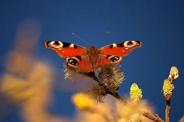 Beautiful nature (44 photos)