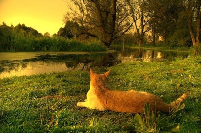 Beautiful nature (44 photos)