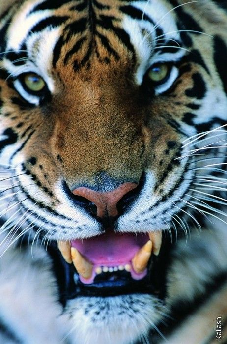 Big cats (19 photos)