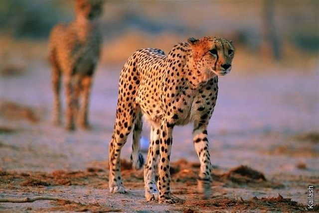 Big cats (19 photos)