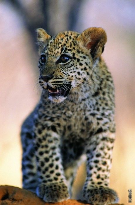 Big cats (19 photos)