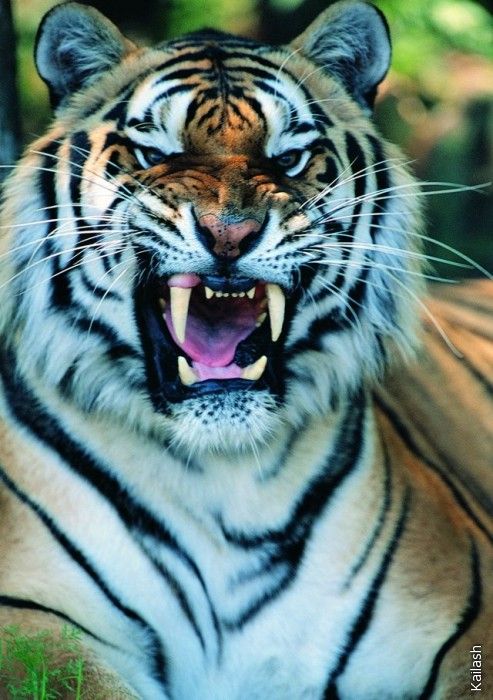 Big cats (19 photos)