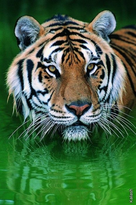 Big cats (19 photos)