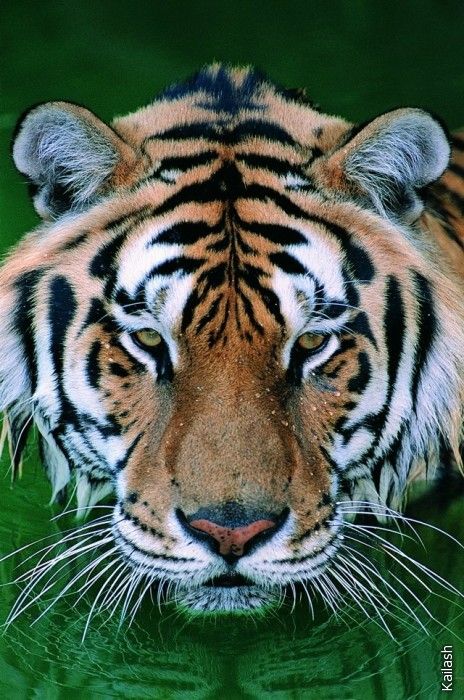 Big cats (19 photos)