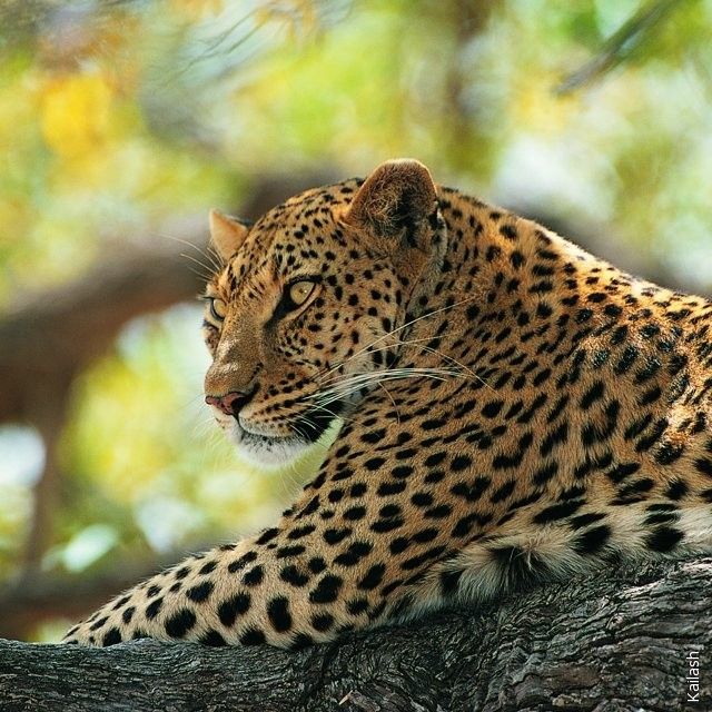 Big cats (19 photos)