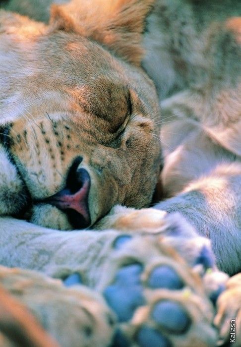 Big cats (19 photos)