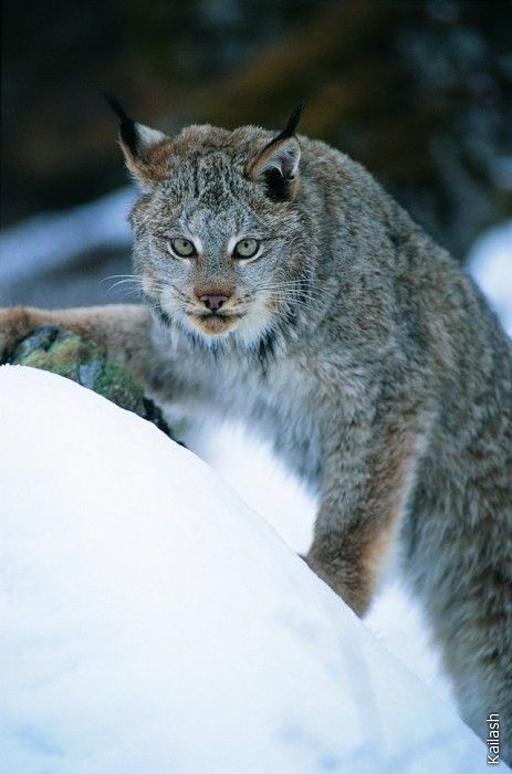 Big cats (19 photos)