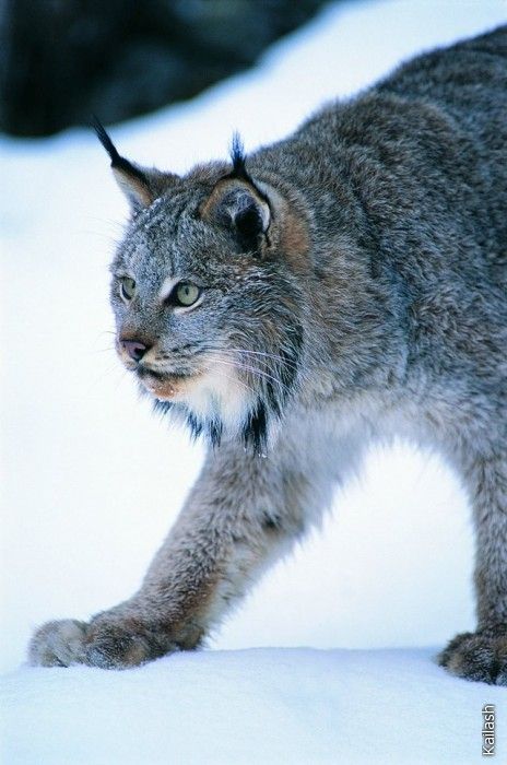 Big cats (19 photos)