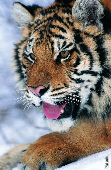 Big cats (19 photos)