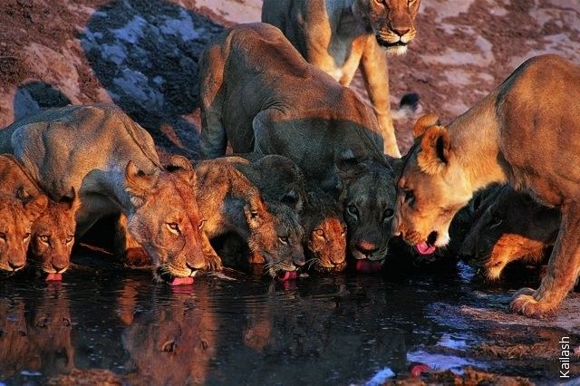 Big cats (19 photos)