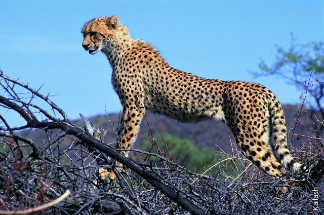 Big cats (19 photos)