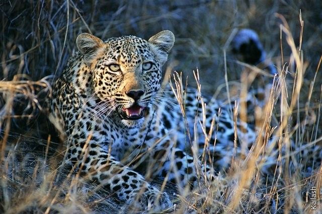 Big cats (19 photos)