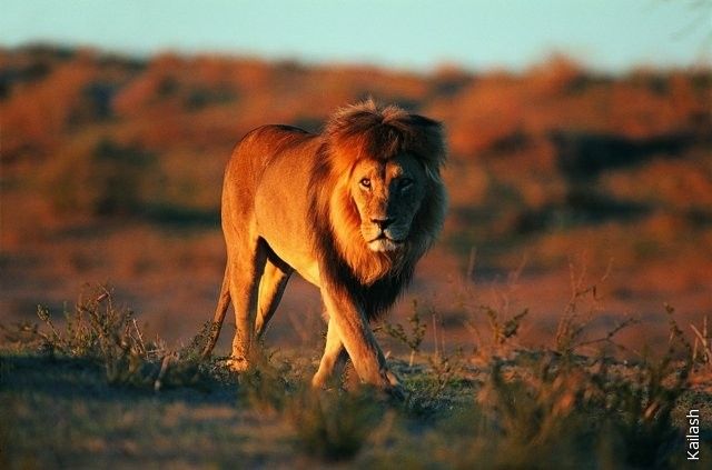 Big cats (19 photos)