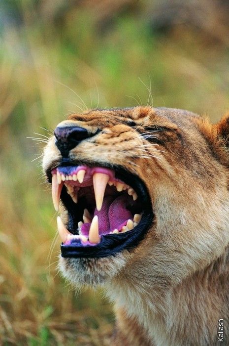 Big cats (19 photos)