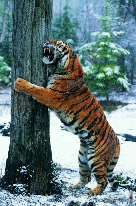 Big cats (19 photos)