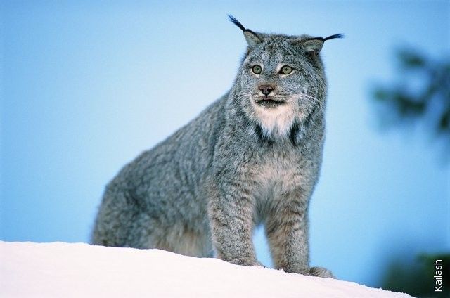 Big cats (19 photos)