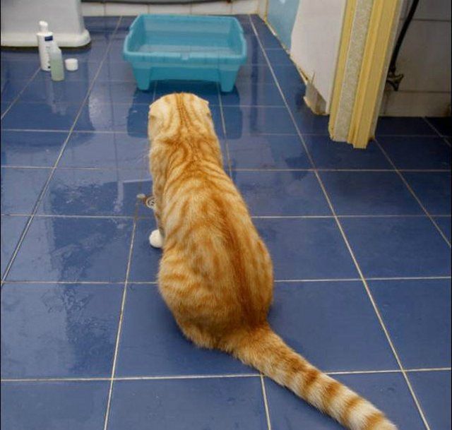 Cat’s worst nightmare (15 photos)