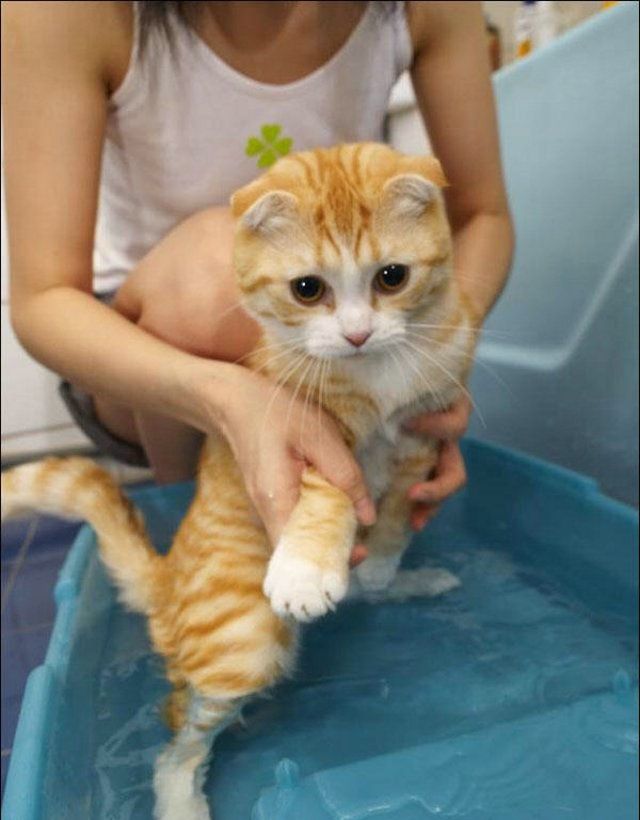 Cat’s worst nightmare (15 photos)