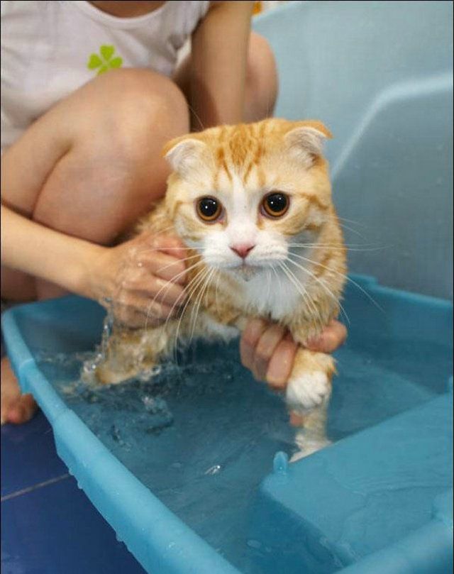 Cat’s worst nightmare (15 photos)