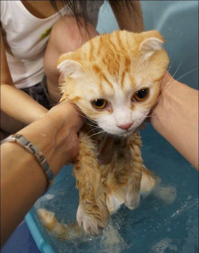 Cat’s worst nightmare (15 photos)