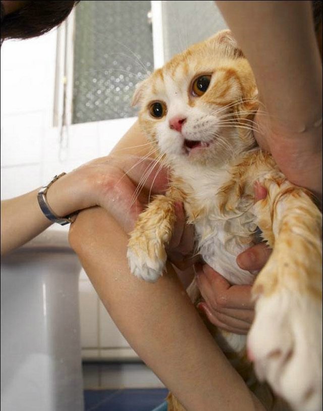 Cat’s worst nightmare (15 photos)