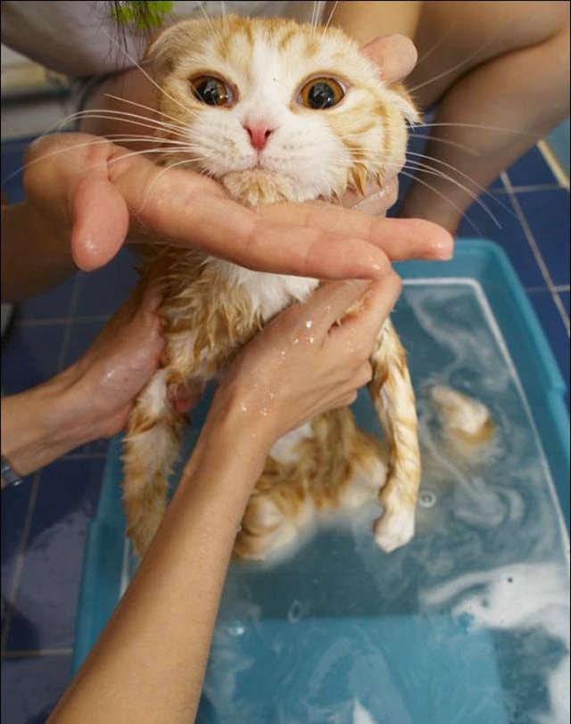 Cat’s worst nightmare (15 photos)