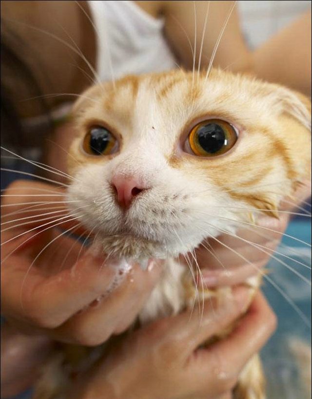 Cat’s worst nightmare (15 photos)