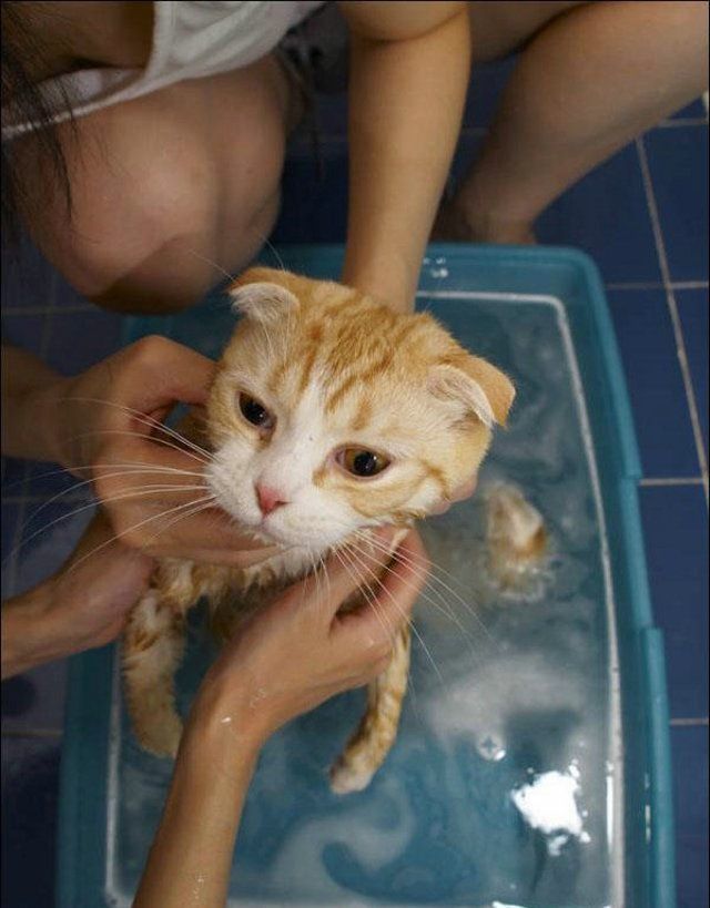 Cat’s worst nightmare (15 photos)