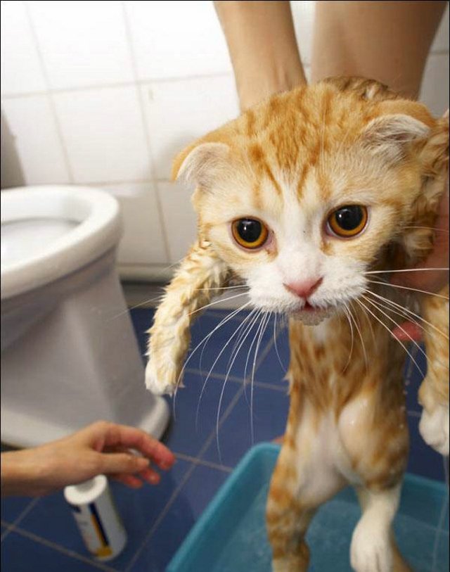 Cat’s worst nightmare (15 photos)