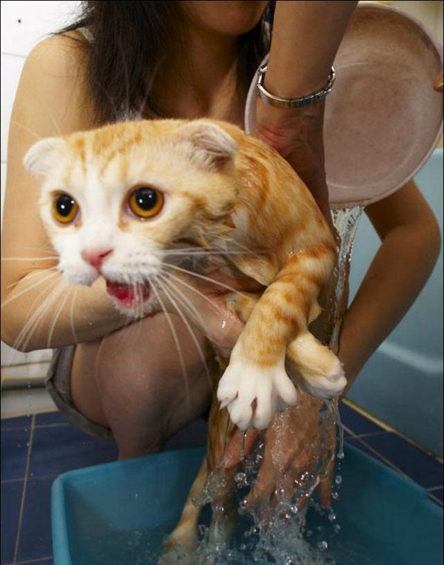 Cat’s worst nightmare (15 photos)