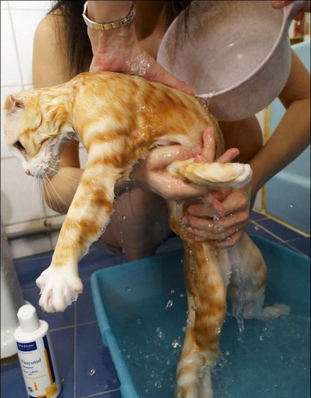 Cat’s worst nightmare (15 photos)