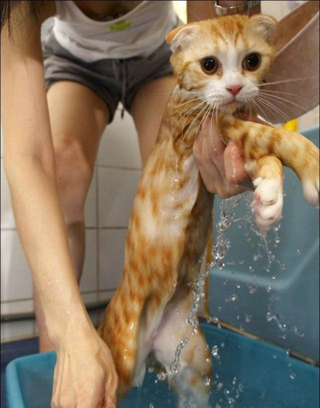Cat’s worst nightmare (15 photos)