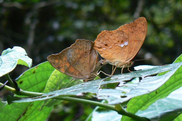 Mount Mabu, the last untouched place n the world (17 photos)