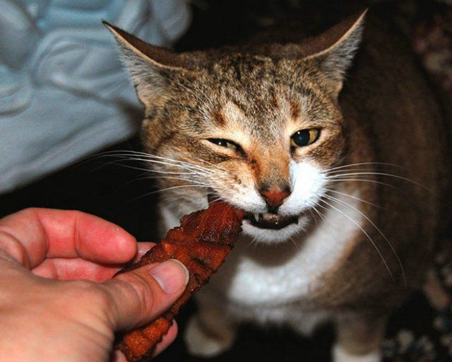 Funny Cats (26 photos)
