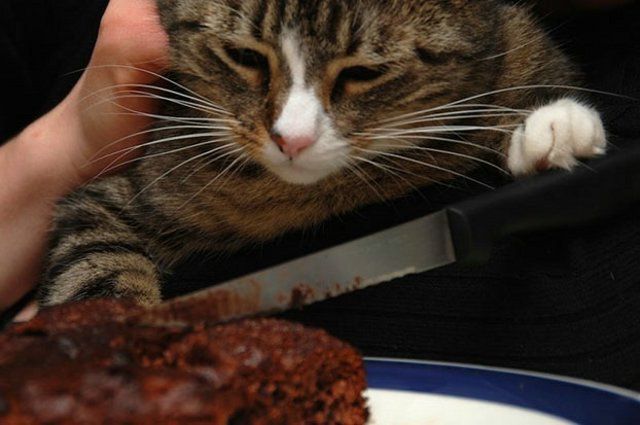 Funny Cats (26 photos)