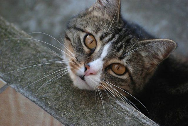 Funny Cats (26 photos)