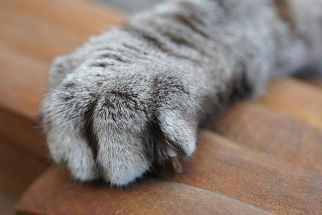 Funny Cats (26 photos)