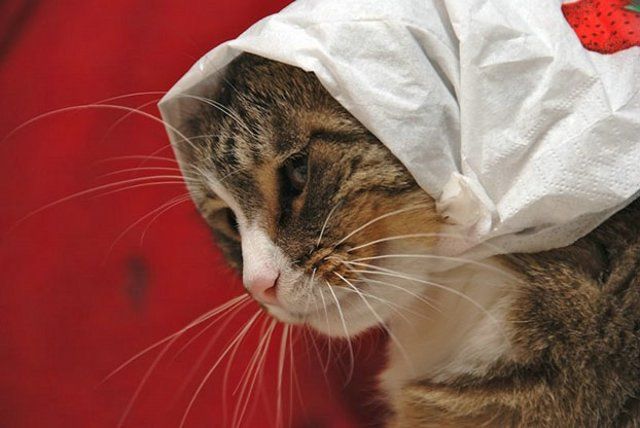 Funny Cats (26 photos)