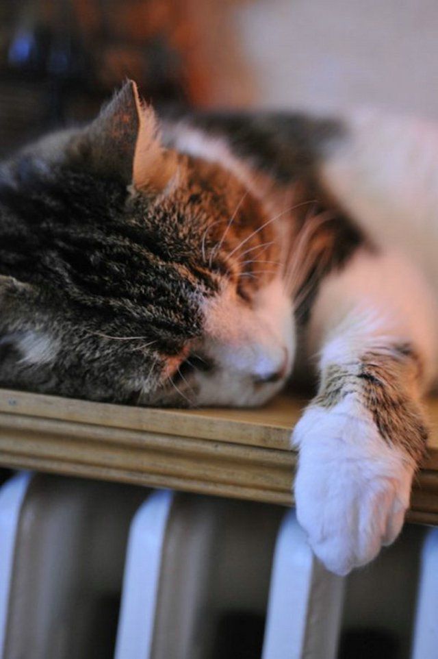 Funny Cats (26 photos)