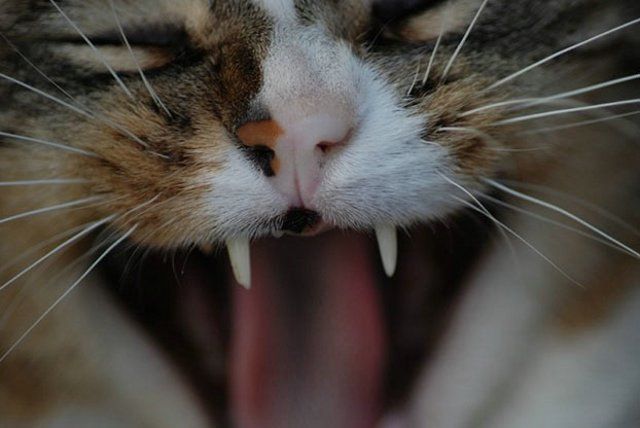 Funny Cats (26 photos)