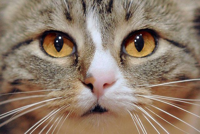 Funny Cats (26 photos)